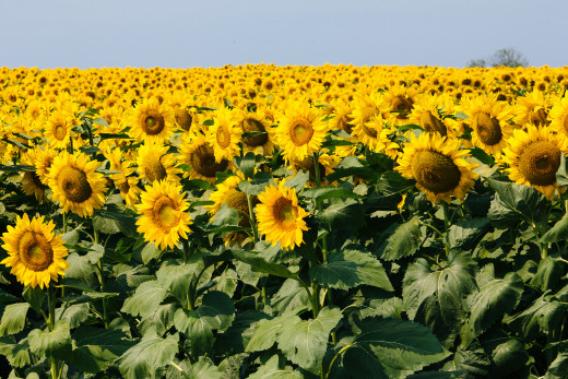 858150 (a): :2048x1365